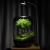 Wholesale of ecological hydroponic plant bottles, glass vases, decorative micro-landscapes, small fish tanks, office desks, and living room ornaments Specification image
